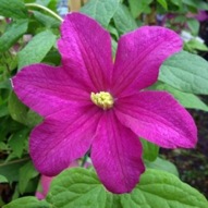 CLEMATIS REMEMBRANCE