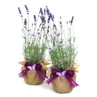 PAIR OF  LAVENDERS