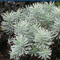 EUPHORBIA SILVER SWAN