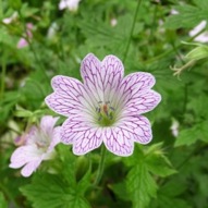 GERANIUM LACE TIME 