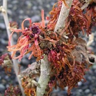 HAMAMELIS ROBERT