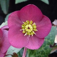 HELLEBORUS SNOW DANCE