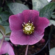 HELLEBORUS AUBERGINE 