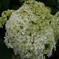 HYDRANGEA ANNABELLE