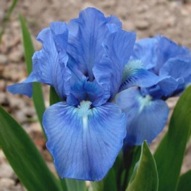 IRIS  (BLUE) SAPPHIRE FLOWERS