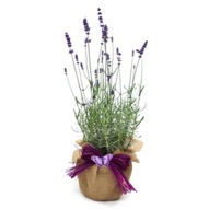 SCENTED LAVENDER PLANT