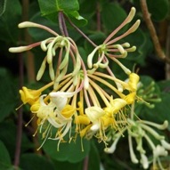 LONICERA HEAVEN SCENT