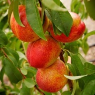 PATIO NECTARINE