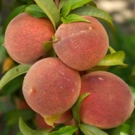 PATIO PEACH TREE