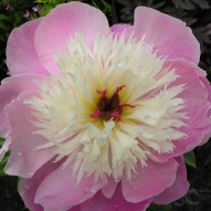 PAEONIA DOREEN