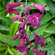 PENSTEMON RICH RUBY