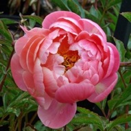 PAEONIA CORAL CHARM