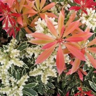 PIERIS FLAMING SILVER