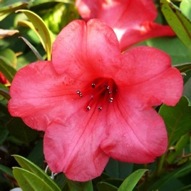 RHODODENDRON ELIZABETH 