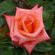 ROSE ANNABELLE 