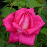 CHARLIE'S ROSE