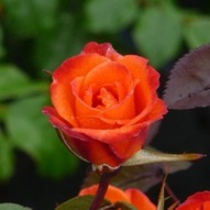 ROSE WARM WELCOME 