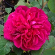 ROSE OTHELLO