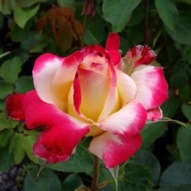 ROSE DOUBLE DELIGHT 