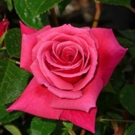 ROSE FABULOUS AT 80 ®