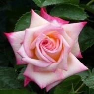 ROSE LITTLE EMILY PRE ORDER