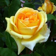ROSE SOPHIA Pre Order