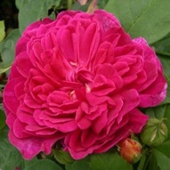 ROSE SOPHY'S ROSE