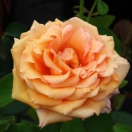 ROSE WARM WISHES