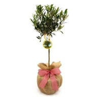  MINI OLIVE TREE GIFT