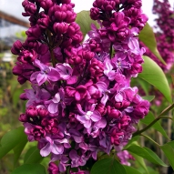  SCENTED LILAC PLANT