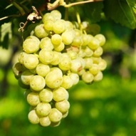 VITIS CHARDONNAY