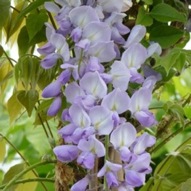 WISTERIA BLUE SAPPHIRE