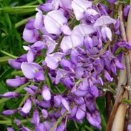 WISTERIA CAROLINE