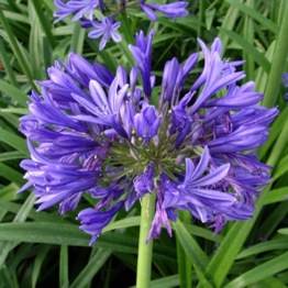 BLUE AFRICAN LILY