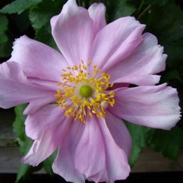 ANEMONE QUEEN CHARLOTTE