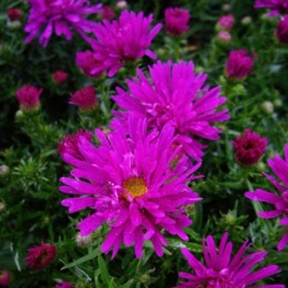 ASTER PURPLE DIAMOND