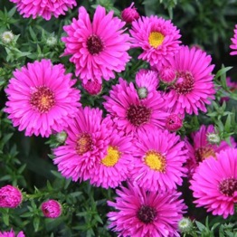 ASTER JENNY 