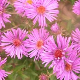 ASTER MARJORIE