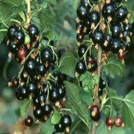 BLACKCURRANT BUSH