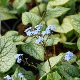 BRUNNERA JACK FROST