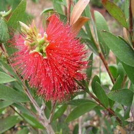 AUSTRALIAN  BOTTLE BRUSH