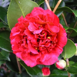 A BEAUTIFUL  RED CAMELLIA