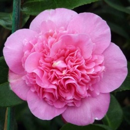 CAMELLIA DEBBIE 