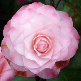 CAMELLIA DESIRE