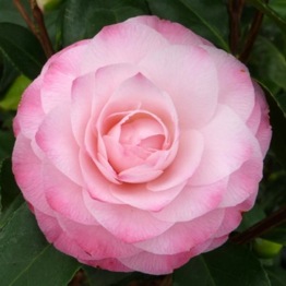 CAMELLIA NUCCIO'S PEARL