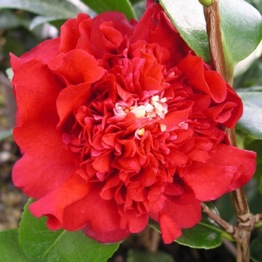 LUXURY CAMELLIA  RUBY WEDDING