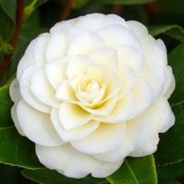 CAMELLIA GOLDEN ANNIVERSARY(med)