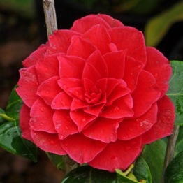 CAMELLIA HAPPY ANNIVERSARY