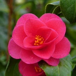 CAMELLIA CHRISTMAS BEAUTY