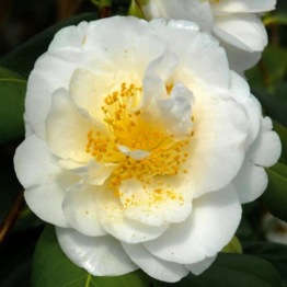 CAMELLIA SILVER ANNIVERSARY LARGE